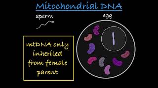 NonNuclear Inheritance Explained [upl. by Peednas]