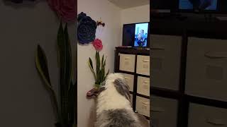 sheepadoodle dog barking at Rick Springfield video I made during a meet and greet [upl. by Nirrek]