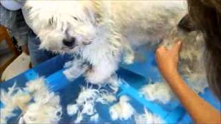 Video Hundeschur  Hund scheren Coton de Tulear mit Heiniger Saphir Cord Schermaschine [upl. by Sucirdor]