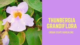 How to transplant and take care of Thunbergia GrandifloraBengal Clock Vine Kukua Loti in Assamese [upl. by Modern731]