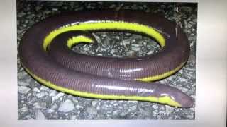 Caecilians What are they [upl. by Ghiselin289]