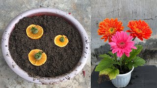 Tips for propagating Gerbera plants from calyx [upl. by Annait]