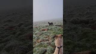 hunting ferreting rabbiting lurcher fieldsports workingdog sukithesaluki rabbitexpress [upl. by Yroggerg166]