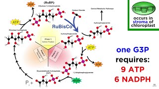 Photosynthesis Light Reactions and the Calvin Cycle [upl. by Lillie563]