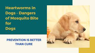 இதயப் புழுக்கள்  கொசுக்கடியால் நாய்க்கு ஏற்படும் பயங்கர ஆபத்து doghealth doginformation [upl. by Inele]