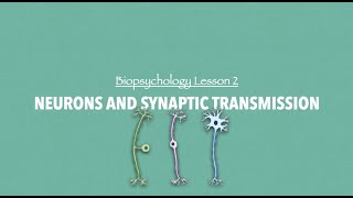 ALevel Psychology AQA Neurons and Synaptic Transmission [upl. by Nivra663]