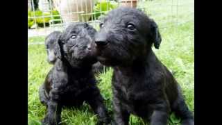 Lurcher Puppies First Day Out [upl. by Trinidad]