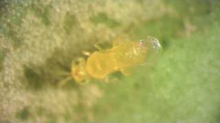 Eretmocerus spp parasitoid of Australian Citrus Whitefly Orchamoplatus citri [upl. by Asilim]