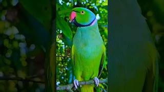 Bittu Bittu song talking parrot cute birds [upl. by Tedmann]