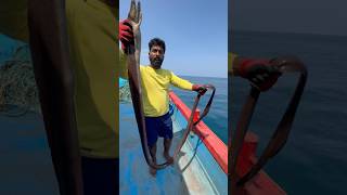 Very Dangerous morey eel fish 😨 இதுக்கு முன்னாடி இந்த மீன பாத்திருக்கீங்களா thenkadalmeenavan [upl. by Umeh]