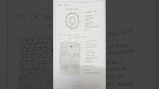 DICOT STEM DIAGRAM [upl. by Aneen]