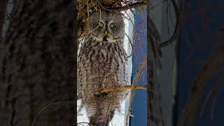 A corujalapônia Strix Nebulosa aves animais [upl. by Lac389]