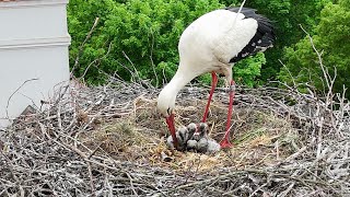 There are four little storks in the nest  Stork family from air [upl. by Nnaegroeg387]