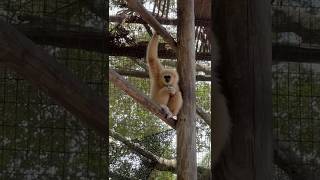 Kasem our whitehanded gibbon enjoying wildlife🥥🌴 [upl. by Ritter]