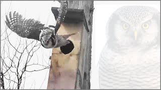 Building A Nesting Box For Owls birdhouse DIY [upl. by Adniled]