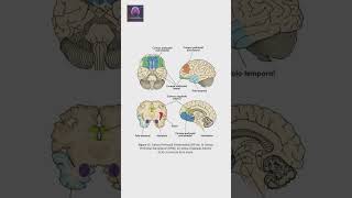 🔬 ¿Sabías que la creatividad está en tu química cerebral 🧠💡 neurocienciasaplicadas medicina [upl. by Lona546]