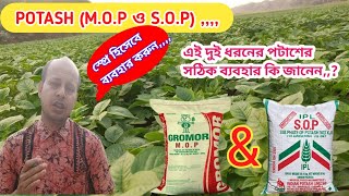 পটাশ স্প্রে হিসেবে ব্যবহার  Potash Fertilizer Foliar Sprey  MOP  SOP [upl. by Arahset833]