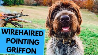 Wirehaired Pointing Griffon  TOP 10 Interesting Facts [upl. by Lledrac]