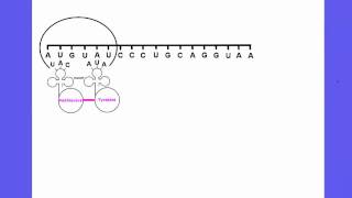 354 Explain the process of Translation leading to polypeptide formation [upl. by Caffrey786]