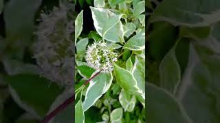 Sambucus Nigra Variegated Elderberry [upl. by Jeanine]