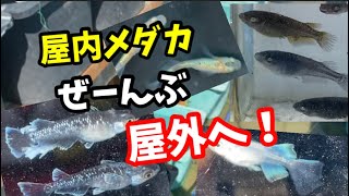 メダカを一気に成長させます！張り切り過ぎて飼育場はパンパンです【めだか】 [upl. by Gora]