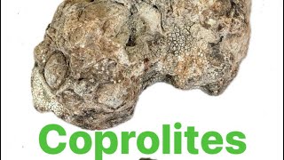 Coprolites fossilized dung [upl. by Cordeelia]