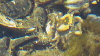 Tide pool at Whytecliff Park  West Vancouver BC [upl. by Oconnor]