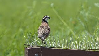 Bobwhite Quail sings and flies away [upl. by Assi]