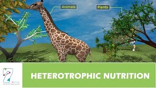 HETEROTROPHIC NUTRITION [upl. by Akehs]