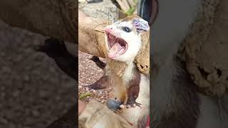 MAMÍFERO MARSUPIAL BRASILEIRO animais gamba biology [upl. by Atlanta443]