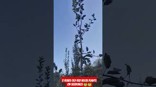 3 YEARS OLD RED VELOX PLANT m7rootstock nature applefarmer applefarm m9rootstock [upl. by Alemap680]