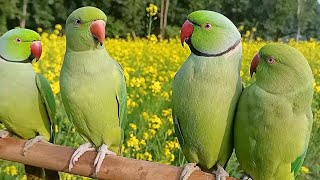 Ringneck Talking Parrot Natural SoundsVoice [upl. by Kelly]