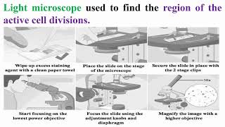 Important of Light Microscope for Mitosis and Meiosis Divisions [upl. by Sidoeht225]