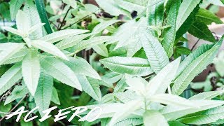 LEMON VERBENA HERBAL TEA GROWING CARE GUIDE [upl. by Gasper]