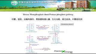 Pentose Phosphate Pathway Shunt [upl. by Filberte632]