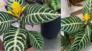 Dania Plants  Aphelandra Squarrosa Dania  The Zebra Plant  ダニア  Be ben [upl. by Llerahs]