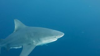 Florida Shark Diving  Free Diving with Bulls Sandbars and Lemon Sharks off the Coast of Jupiter [upl. by Ahsimal458]