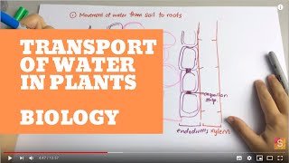 Active Transport in Plants to Draw in Water 2016 [upl. by Botzow]