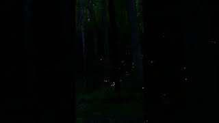 Sparkling Light of Synchronous Fireflies in the Great Smoky Mountains fastmotion amp realtime video [upl. by Einberger111]