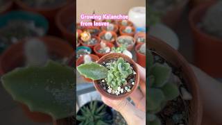 kalanchoe propagation [upl. by Milman]