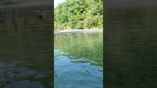 Maramec Spring from the Meramec River fishing trout smallmouth bass [upl. by Ayekan]