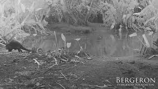 Florida Alligator LUNGES at River Otter [upl. by Lalla]