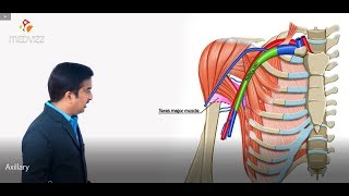 Axillary vein and its tributaries  Upper limb gross anatomy  Dr G Bhanu Prakash medical animation [upl. by Ardekal]