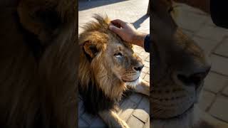 Lion Purring Like a Big House Cat lion viralvideo bigCat wildlife nature animals cute love [upl. by Yrailih534]