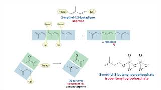 Terpene Terpenoids Cholesterol  Biosynthesis of terpenes  Biosynthesis of cholesterol  Lipid 3 [upl. by Onez]