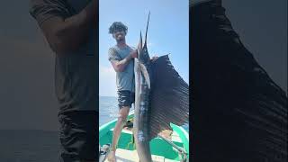 Sailfish spear fishing part 2 fish fishing fishingvideo [upl. by Emili119]