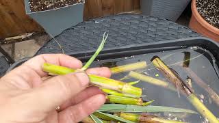 Arundo donax propagation [upl. by Enoitna]