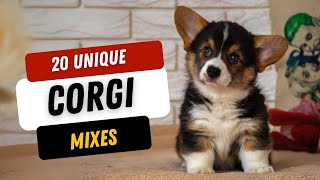 20 Unique Corgi Mix Breeds Youll Love [upl. by Hawger221]