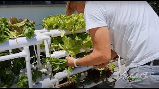 Hydroponic Mastery Watch Plants Flourish Without Soil  Addicted To Nature [upl. by Aisatana101]