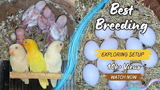 Albino Personata Successful Breeding Setup Aviary [upl. by Tai]